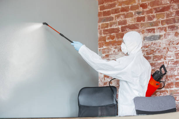 Best Mold Damage Restoration  in Painted Post, NY