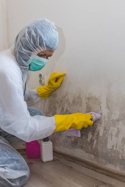 Best Mold-Related Health Consultation  in Painted Post, NY