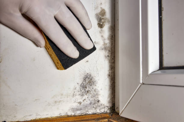 Best Commercial Mold Inspection  in Painted Post, NY